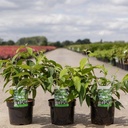 Viburnum plicatum KILIMANDJARO (PBR) cont. 3,6L 40-50 cm +ф