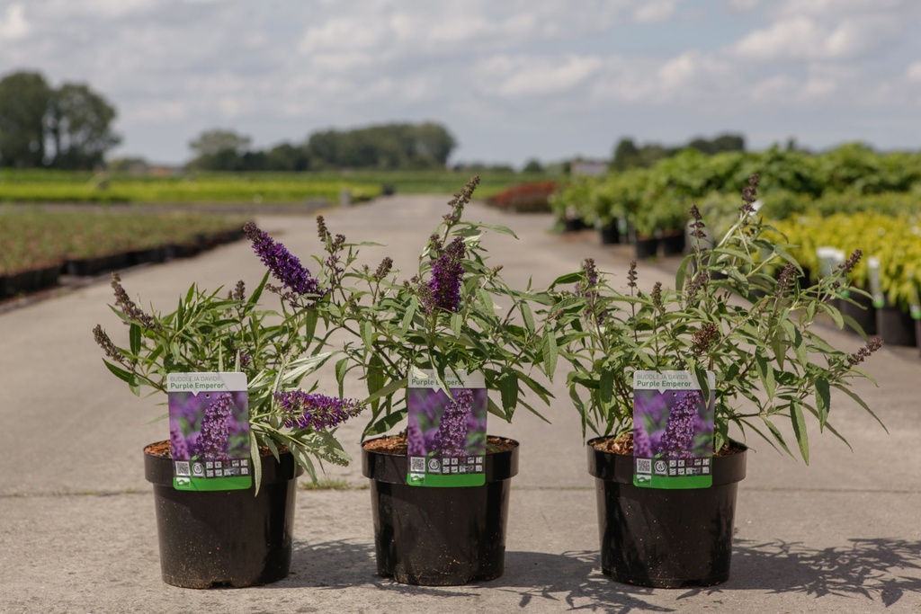 [P] Buddleja davidii 'Purple Emperor' cont. 3,6L 40-50 cm +p