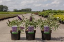 Buddleja davidii 'Purple Emperor' cont. 3,6L 40-50 cm +ф