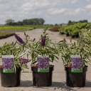 Buddleja davidii 'Purple Emperor' cont. 3,6L 40-50 cm +ф