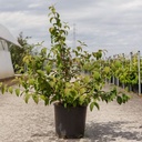 Viburnum plicatum KILIMANDJARO SUNRISE (PBR) cont. 12L 80/+ cm +p