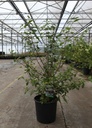 Viburnum plicatum KILIMANDJARO SUNRISE (PBR) cont. 12L 80/+ cm +p