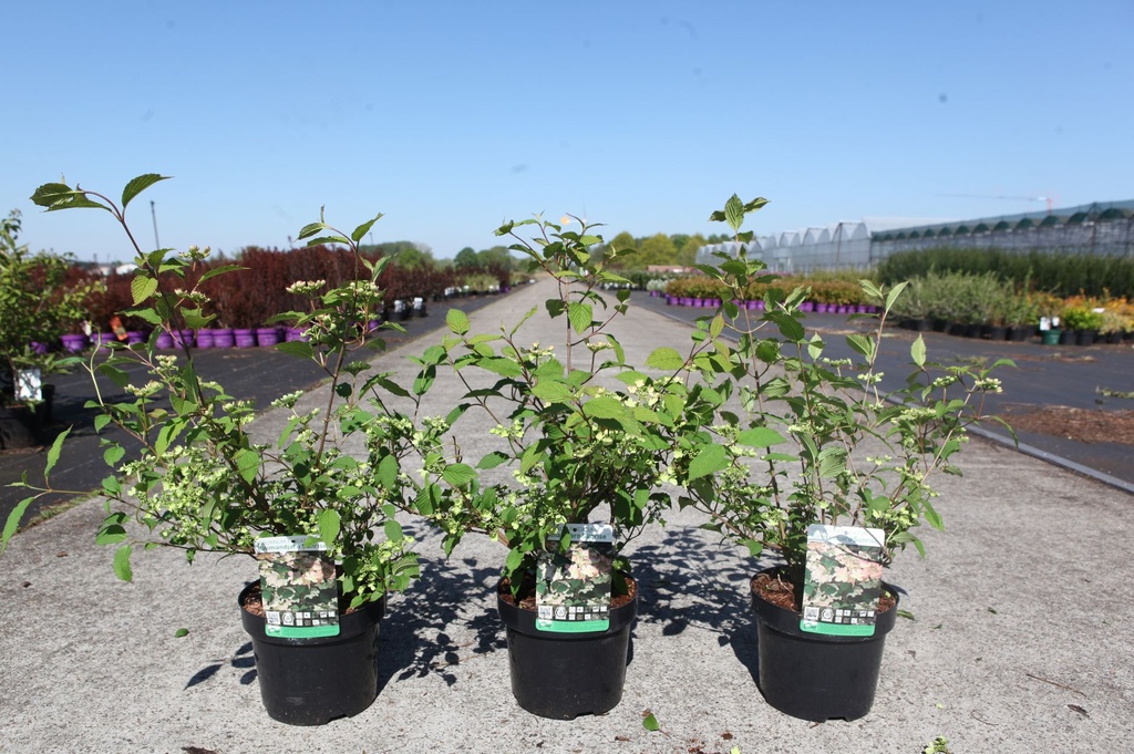 Viburnum plicatum KILIMANDJARO SUNRISE (PBR) cont. 3,6L 40-50 cm +ф