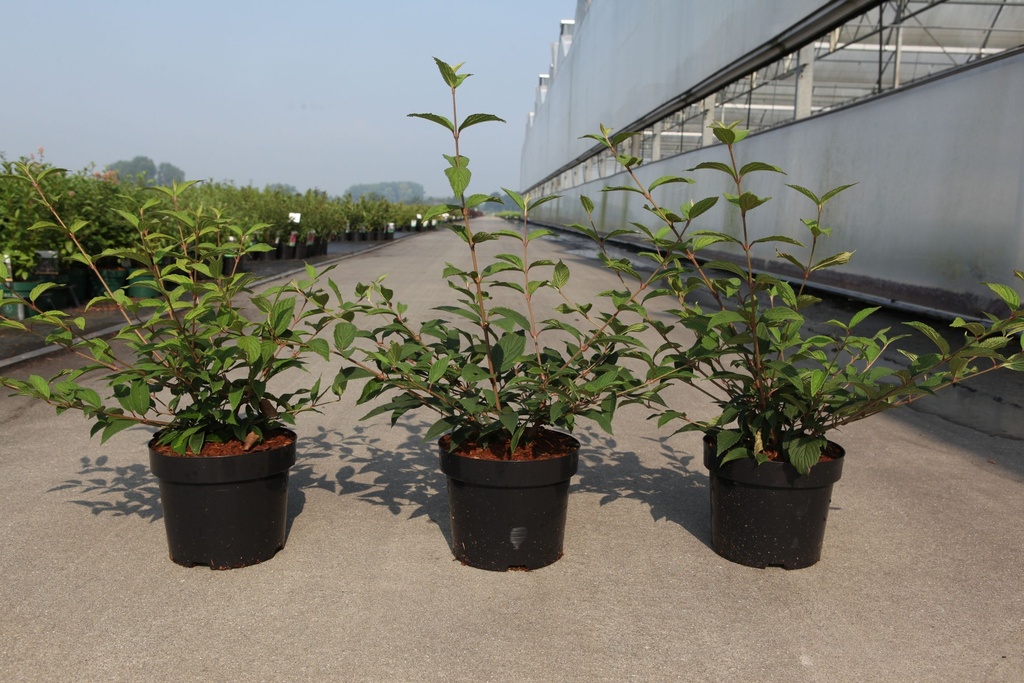 Viburnum plicatum KILIMANDJARO SUNRISE (PBR) cont. 3,6L 40-50 cm +p