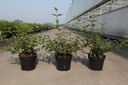Viburnum plicatum KILIMANDJARO SUNRISE (PBR) cont. 3,6L 40-50 cm +ф