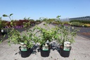 Viburnum plicatum KILIMANDJARO SUNRISE (PBR) cont. 3,6L 40-50 cm +B