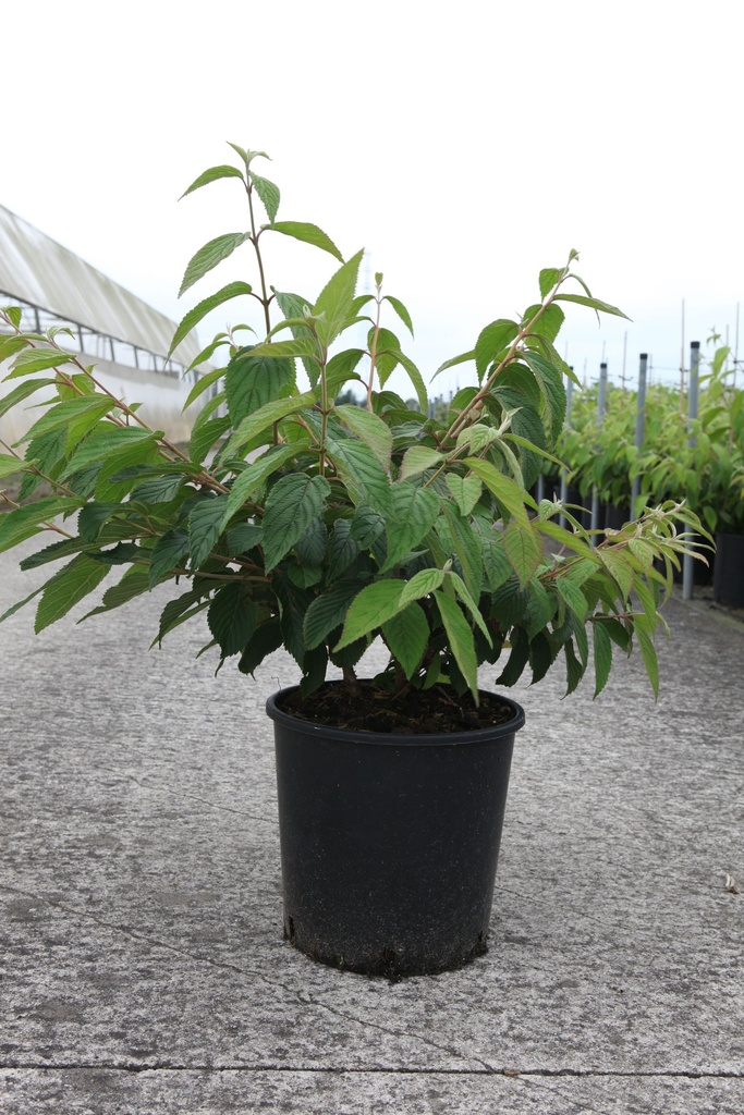 Viburnum plicatum 'Mariesii' cont. 12L 80/+ cm +p