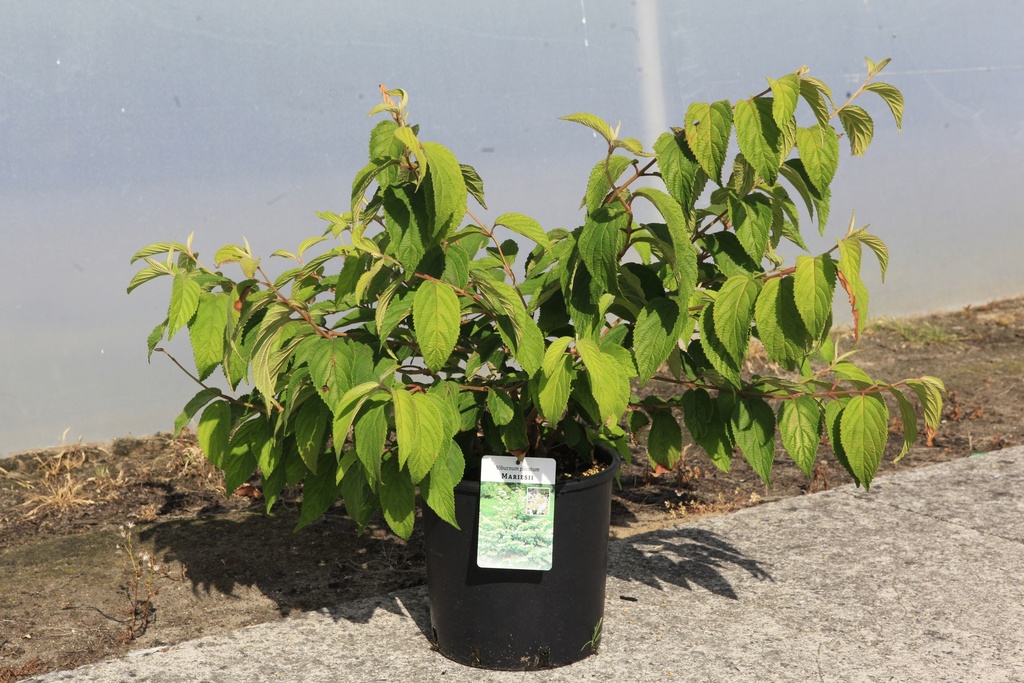 Viburnum plicatum 'Mariesii' cont. 12L 80/+ cm +p