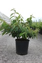 Viburnum plicatum 'Mariesii' cont. 12L 80/+ cm +ф