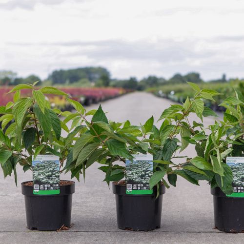 Viburnum plicatum 'Mariesii' cont. 3,6L 40/+ cm +B