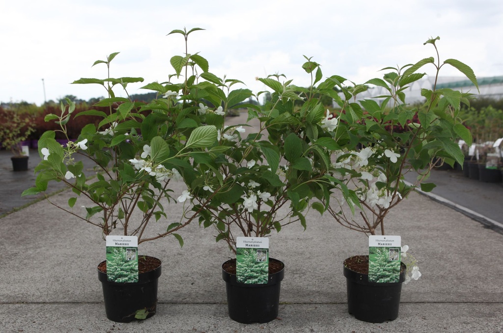 Viburnum plicatum 'Mariesii' cont. 3,6L 40/+ cm +p