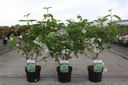 Viburnum plicatum 'Mariesii' cont. 3,6L 40/+ cm +f