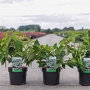 Viburnum plicatum 'Mariesii' cont. 3,6L 40/+ cm +p