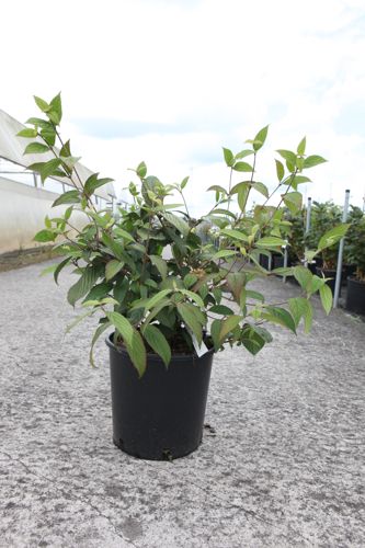 Viburnum plicatum 'Pink Beauty' cont. 12L 80/+ cm +ф