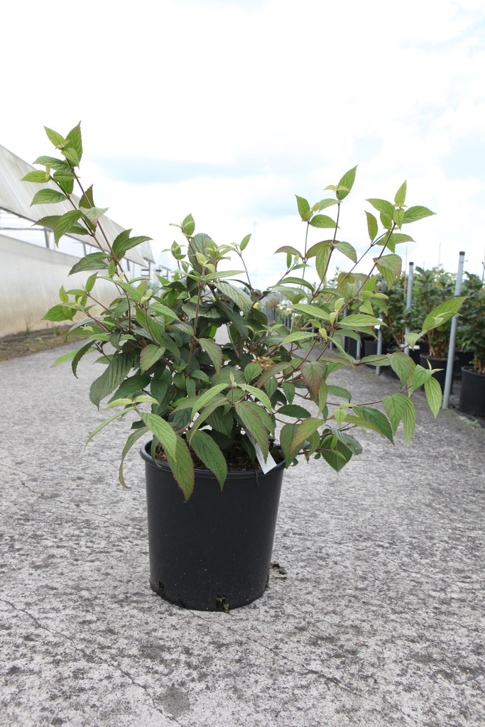 Viburnum plicatum 'Pink Beauty' cont. 12L 80/+ cm +p
