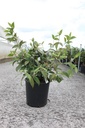 Viburnum plicatum 'Pink Beauty' cont. 12L 80/+ cm +ф