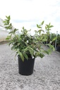 Viburnum plicatum 'Pink Beauty' cont. 12L 80/+ cm +B