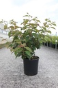 Viburnum plicatum 'Popcorn' cont. 12L 80/+ cm +ф