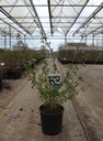 Viburnum plicatum 'Popcorn' cont. 12L 80/+ cm +p