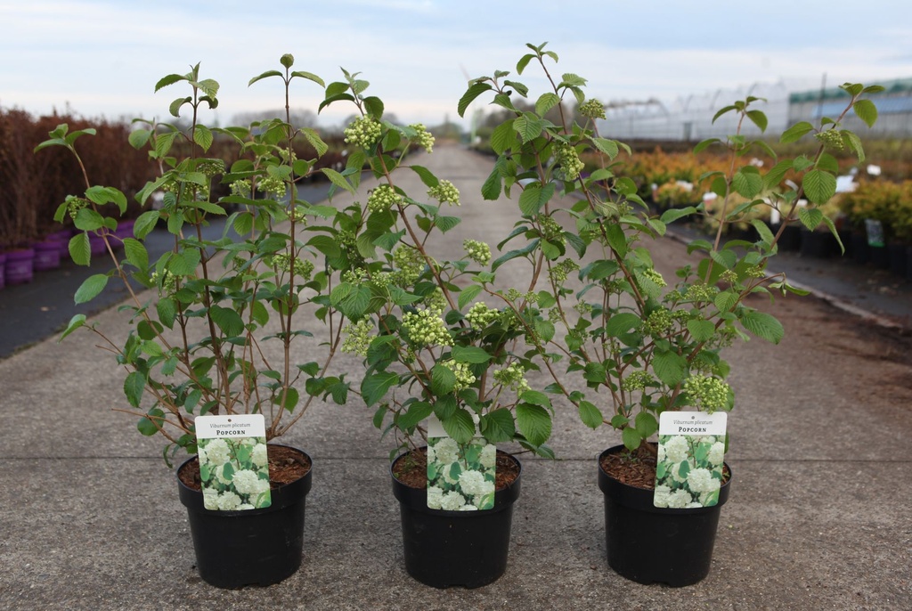 Viburnum plicatum 'Popcorn' cont. 3,6L 40-50 cm +p