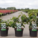 Viburnum plicatum 'Popcorn' cont. 3,6L 40-50 cm +p