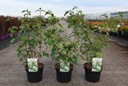 Viburnum plicatum 'Popcorn' cont. 3,6L 40-50 cm +p