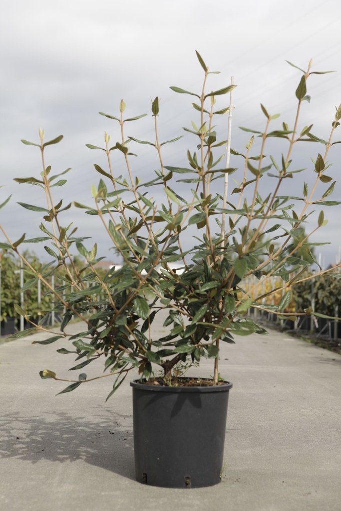 Viburnum 'Pragense' cont. 12L 60-80 cm +p