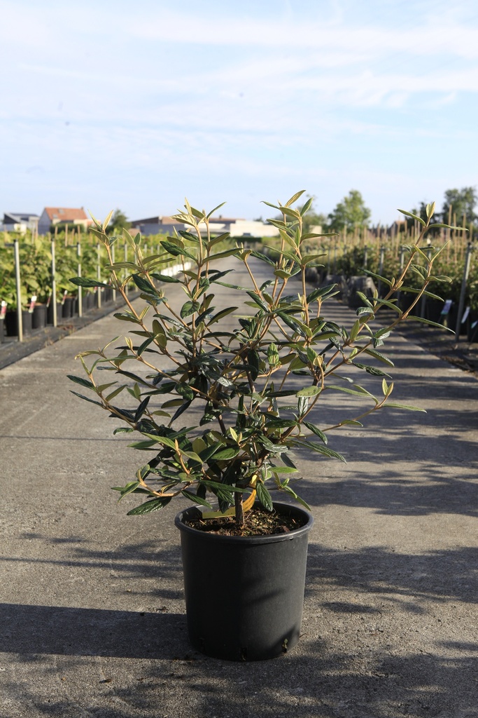 [P] Viburnum 'Pragense' cont. 12L 60-80 cm +p