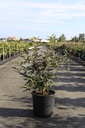 Viburnum 'Pragense' Kont. 12L 60-80 cm +B