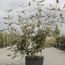 Viburnum 'Pragense' cont. 12L 60-80 cm +ф