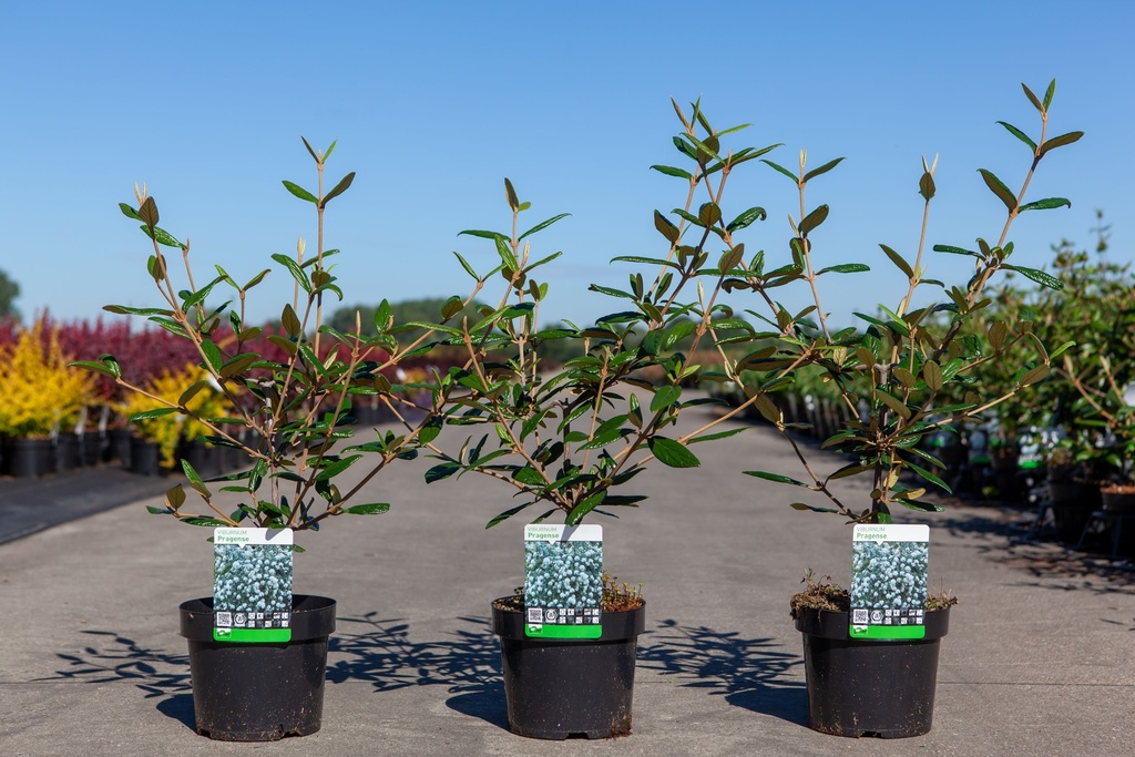 Viburnum 'Pragense' cont. 3,6L 60/+ cm +p