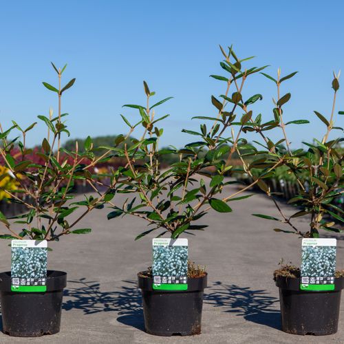 Viburnum 'Pragense' cont. 3,6L 60/+ cm +p