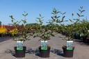 Viburnum 'Pragense' cont. 3,6L 60/+ cm +p