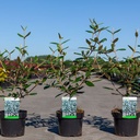 Viburnum 'Pragense' cont. 3,6L 60/+ cm +p