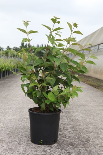 Viburnum plicatum tomentosum cont. 12L 80/+ cm +ф