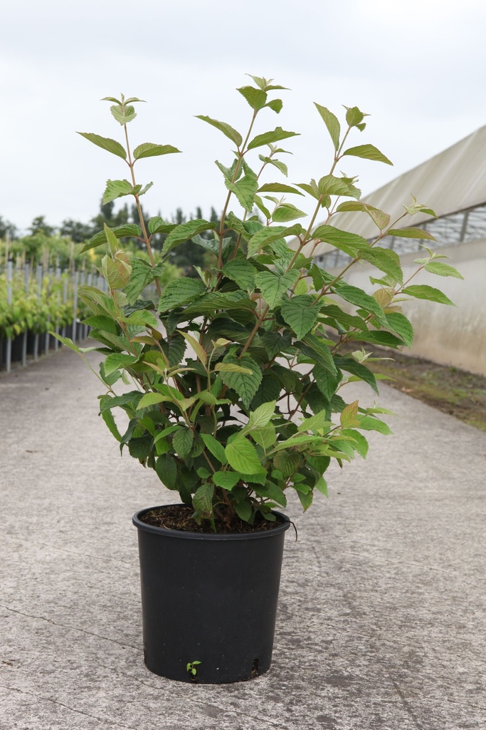Viburnum plicatum tomentosum cont. 12L 80/+ cm +p