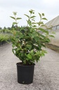 Viburnum plicatum tomentosum cont. 12L 80/+ cm +ф