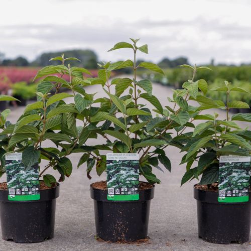 Viburnum plicatum tomentosum cont. 3,6L 50-60 cm +B