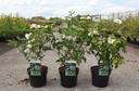 Viburnum plicatum tomentosum cont. 3,6L 50-60 cm +f