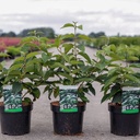 Viburnum plicatum tomentosum cont. 3,6L 50-60 cm +p