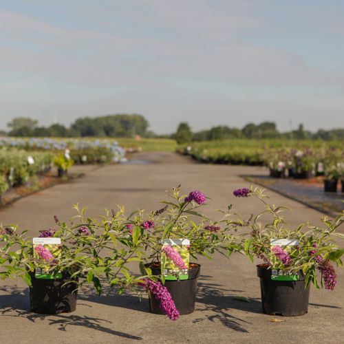 Buddleja davidii 'Santana' cont. 3,6L 30-40 cm +p