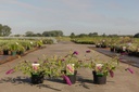 Buddleja davidii 'Santana' cont. 3,6L 30-40 cm +p
