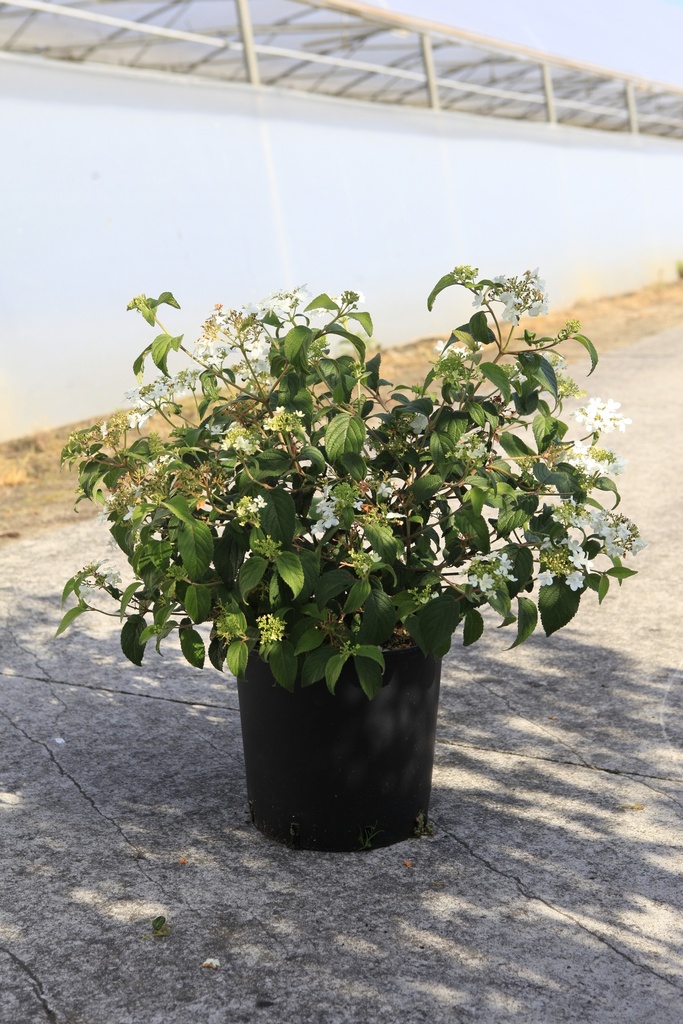 Viburnum plicatum 'Watanabe' cont. 12L 60-80 cm +f