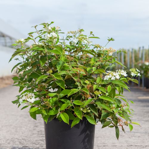 Viburnum plicatum 'Watanabe' cont. 12L 60-80 cm +p