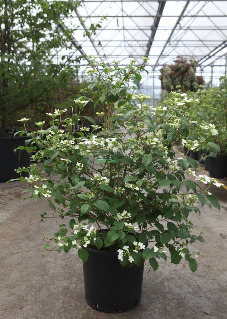 Viburnum plicatum 'Watanabe' cont. 12L 60-80 cm +p