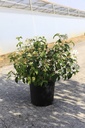 Viburnum plicatum 'Watanabe' Kont. 12L 60-80 cm +B