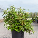 Viburnum plicatum 'Watanabe' cont. 12L 60-80 cm +p