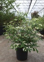 Viburnum plicatum 'Watanabe' cont. 12L 60-80 cm +p