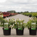Viburnum plicatum 'Watanabe' cont. 3,6L 30-40 cm +ф