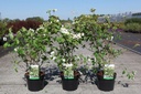 Viburnum plicatum 'Watanabe' cont. 3,6L 30-40 cm +f